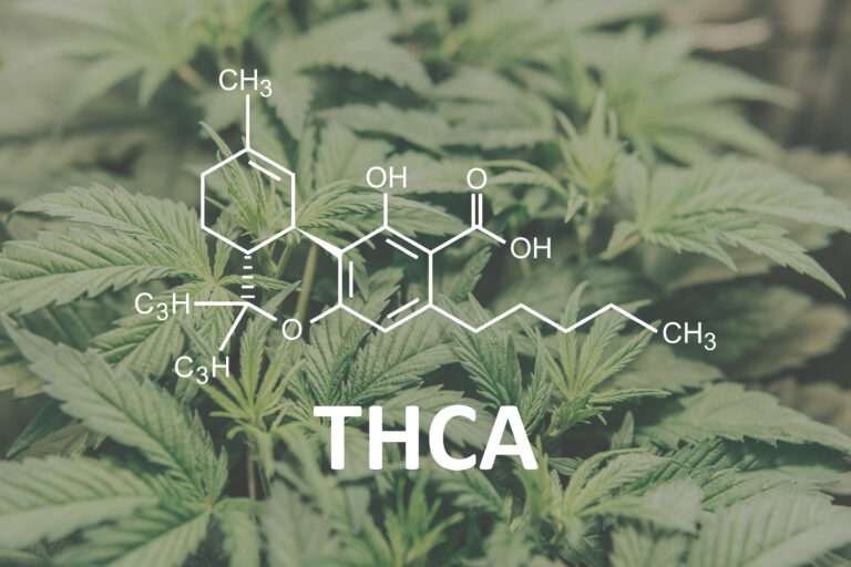 Does THCa Get You High? The REAL Answer Will Surprise You!